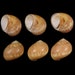 see more listings in the Specimen Seashells  section