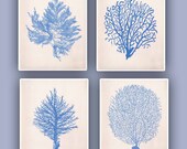 Nautical prints Sea Coral fan prints,  modern vintage inspired  by coral, kelp, gorgonian, seaweed, seashore prints,set of 4 prints 8x10,