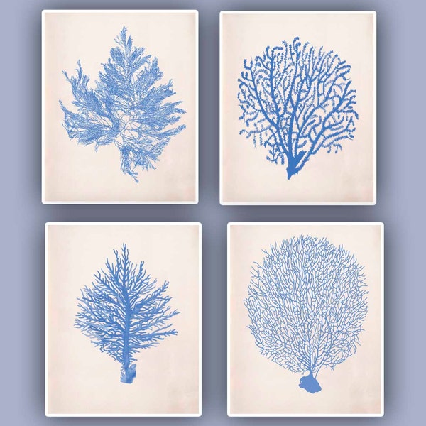 Nautical prints Sea Coral fan prints,  modern vintage inspired  by coral, kelp, gorgonian, seaweed, seashore prints,set of 4 prints 8x10,