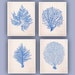 see more listings in the Sea Fan & Seaweed Prints section