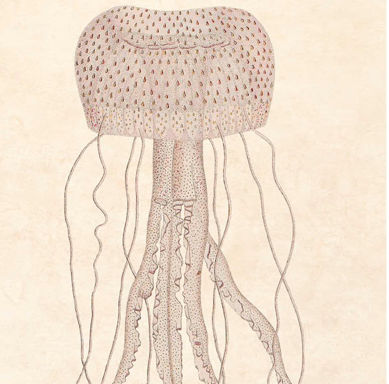 Jellyfish Print 2, Print 8'x10', Study of natural history, Marine Wall Decor, Nautical art, Collage Print, Coastal Living, shabby chic image 2