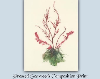 ONE-OF-A-KIND Print, Handmade Pressed Algae Print, Laminated,  Ready to Hang, Alga Marine Collage Artwork
