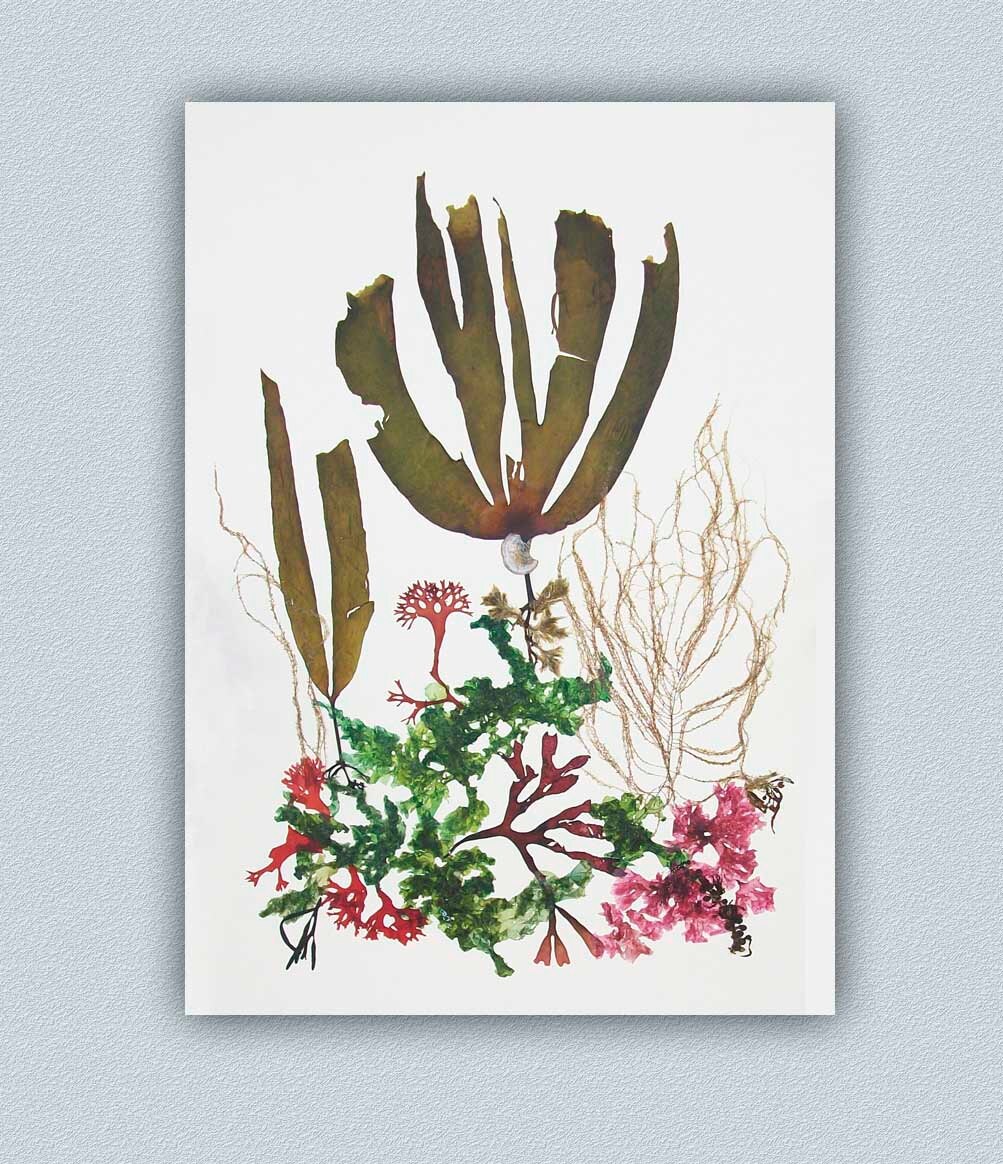 Seaweed Art Pressed seaweeds Natural Kelp Seaweed Artwork Etsy