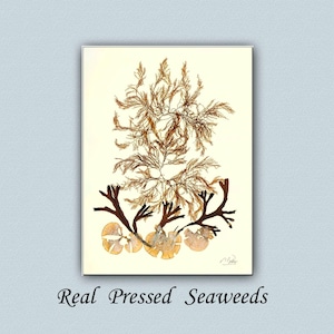 Fine Art print,  Algae poster  Seaweed Art,  signed, Algae pressing Artwork Poster, Made to order, flowers of the ocean, seaweed botanicals