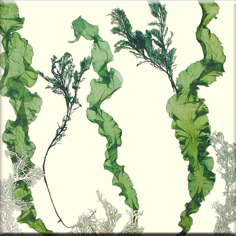 Hand Pressed Natural Seaweeds MADE TO ORDER Seaweed Art Etsy