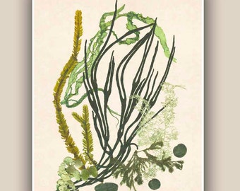 Seaweed Artwork Print, Pressed seaweed Art, Marine Wall Decor, Sea Grass Ocean, seaweed art,  Nautical art