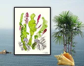 Pressed Algae Print, Coastal Wall Art, Original Seaweed Herbarium