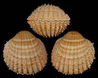 Acanthocardia echinata, Seashells Scientific Collection, Prickly Cockle Shells, Seashell For Collectors, Seashell Gifts