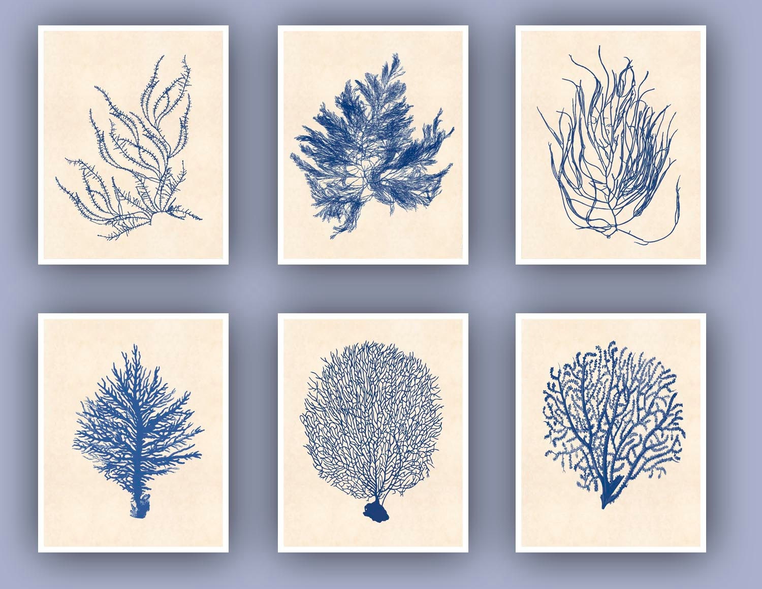 Sea Fan Art 6 Sea Fan Prints Sealife Nautical Art Blue - Etsy