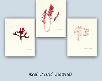 Set of 3 NATURAL ALGA POSTER Asparagosis armata Sphaerococcus coronopifolius,  Gigartina stellata, herbarium sheets