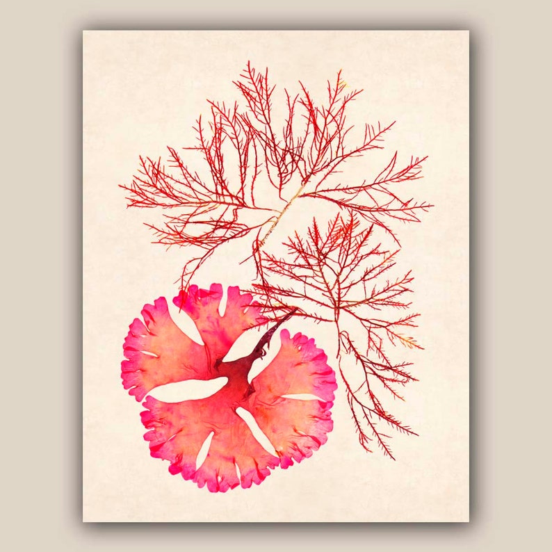 Seaweed Artwork Print, Pressed Seaweed Art, Ocean Art, Nautical Art