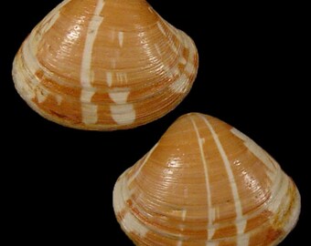 Pitar rudis Seashell, Specimen Seashell For Collectors, Veneridae Seashells, Seashell Gifts, Seashells Scientific Collection