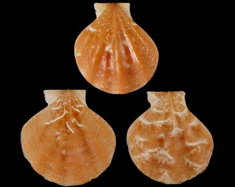 Pseudamussium peslutrae, Seashells Scientific Collection, Scallop Shells, Seashell For Collectors, Seashell Gifts, Set of 3 Shells