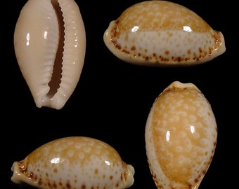 Cypraea spurca verdensium, Seashells Scientific Collection, Cowries Shells, Seashell For Collectors, Seashell Gifts