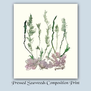 May include: A pressed seaweed composition print featuring a variety of green and pink seaweeds arranged in a natural, organic pattern. The print is on a white background.