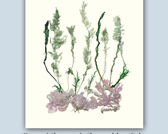 Pressed Algae Print Eco-friendly Oceanic Art: Custom Sea algae Collage, Handcrafted Algae Pressing, Victorian-inspired Aquatic Art