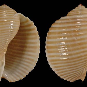 Tonna Galea, Seashells Scientific Collection, Tun Shells, Seashell for ...