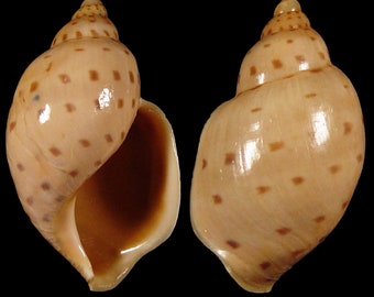 Ampulla priamus Seashell , Seashells Scientific Collection, Volute Shells, Seashell For Collectors, Seashell Gifts