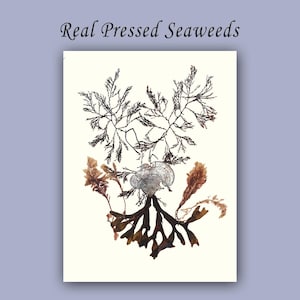 May include: A pressed seaweed art piece featuring a variety of brown and black seaweed specimens, including a large, white, shell-like specimen in the center.