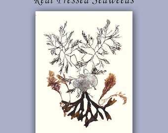 Victorian-inspired Aquatic Art Pressed Algae Print Eco-friendly Oceanic Art: Custom Sea algae Collage, Handcrafted Algae Pressing,LP159