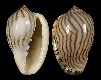 Marginella limbata, Seashells Scientific Collection, Margin Shell, Seashell For Collectors, Seashell Gifts