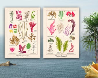 2er Set Algen botanische Kunstdrucke, Atlantik & Pazifik Algen Poster