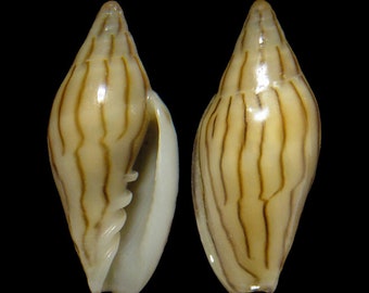 Marginella cleryi, Seashells Scientific Collection, Margin Shell, Seashell For Collectors, Seashell Gifts