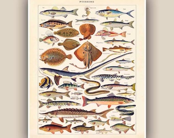 Fishes Print, Vintage 'Poissons' image, Seaside Prints, Marine Wall Decor, Nautical art, Print 11'x14', beach cottage decor