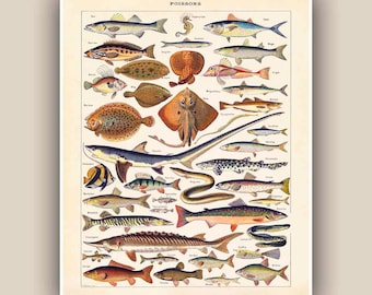 Fishes Print, Vintage 'Poissons' image, Seaside Prints, Marine Wall Decor,  Nautical art, Print 11'x14', beach cottage decor