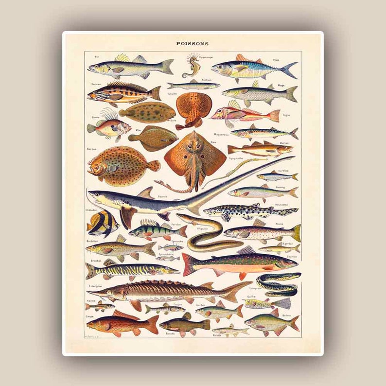 Fishes Print, Vintage 'Poissons' image, Seaside Prints, Marine Wall Decor, Nautical art, Print 11'x14', beach cottage decor image 1