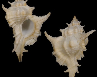 Siratus tenuivaricosus, Muricidae Shells, Seashells Scientific Collection, Seashell For Collectors, Seashell Gifts
