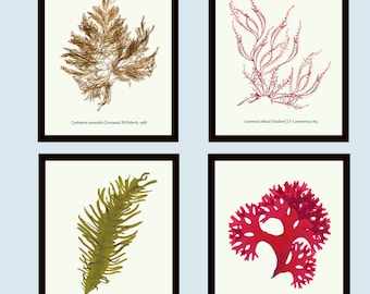 Ocean Flora Prints, Seaweed Wall Art, Beach House Gifts, Set of 4 Prints
