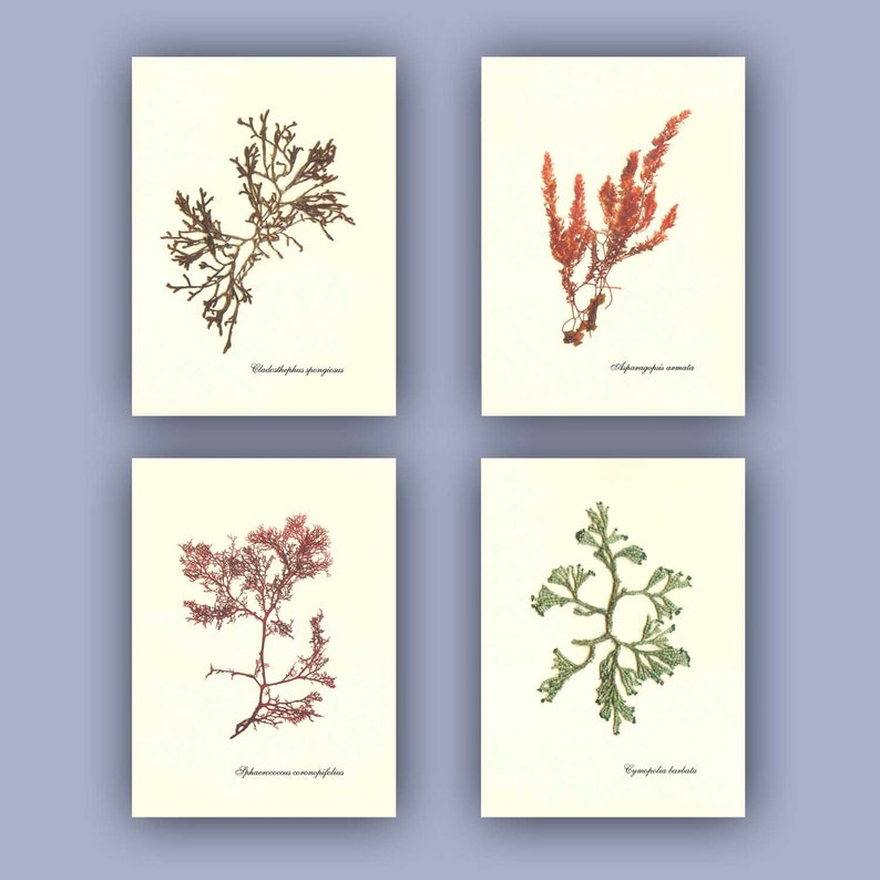 Set 12 Seaplants alga POSTER, Asparagosis armata,Sphaerococcus coronopifolius Gigartina stellata,5x7 '' much more specimen herbarium sheets image 4