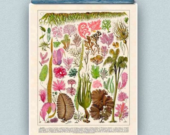 Seaweeds Print, algae, Vintage seaweed illustration from French Antique Book, Sea life Nautical art, seaside beach cottage decor, 11x14