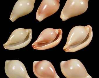 Pseudosimnia carnea Seashell, Specimen Seashell For Collectors, Ovulidae Seashell, Seashell Gifts, SET OF 3 SHELLS