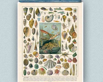 Mollusks Print, Vintage Seashells Octopus Squid French Antique illustrations, Sea life and Nautical art,  seaside beach cottage decor
