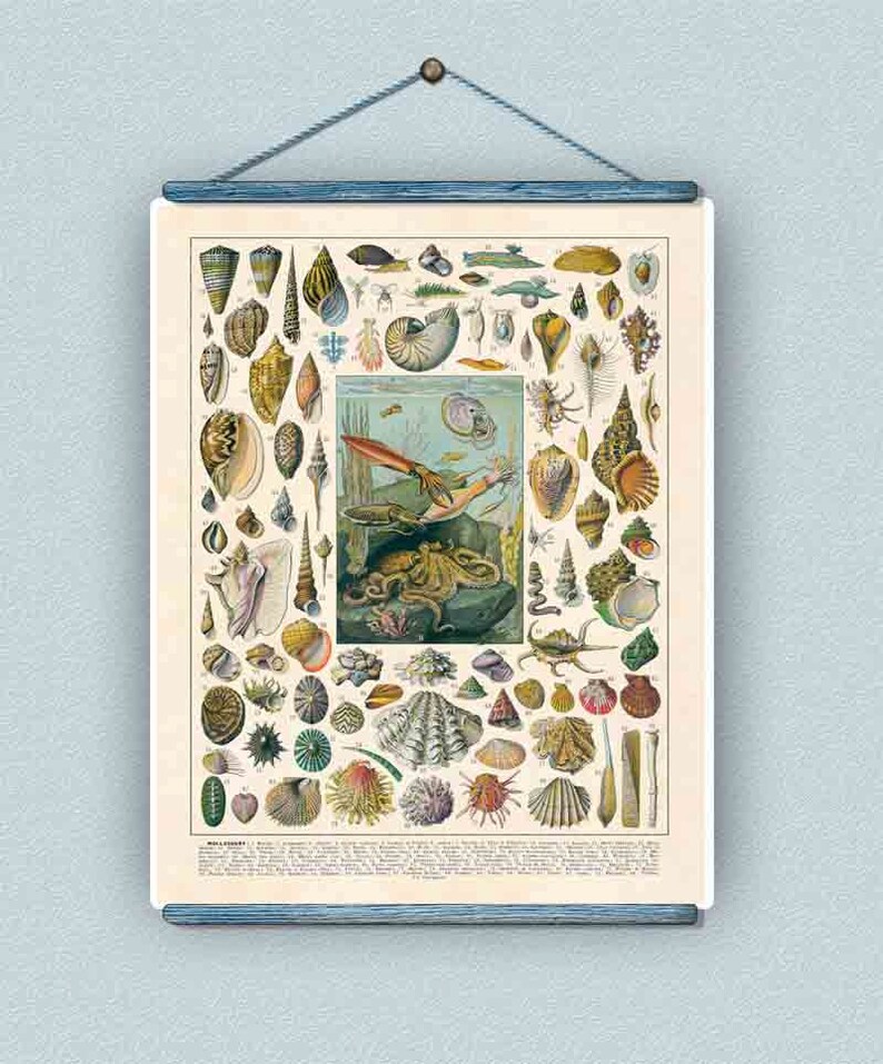 Mollusks Print, Vintage Seashells Octopus Squid French Antique
