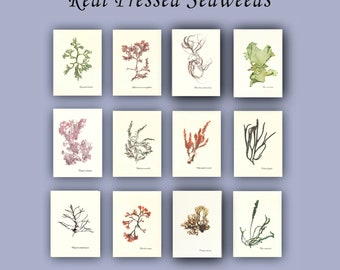 Set 12 Seaplants alga POSTER, Asparagosis armata,Sphaerococcus coronopifolius Gigartina stellata,5x7 '' much more specimen herbarium sheets