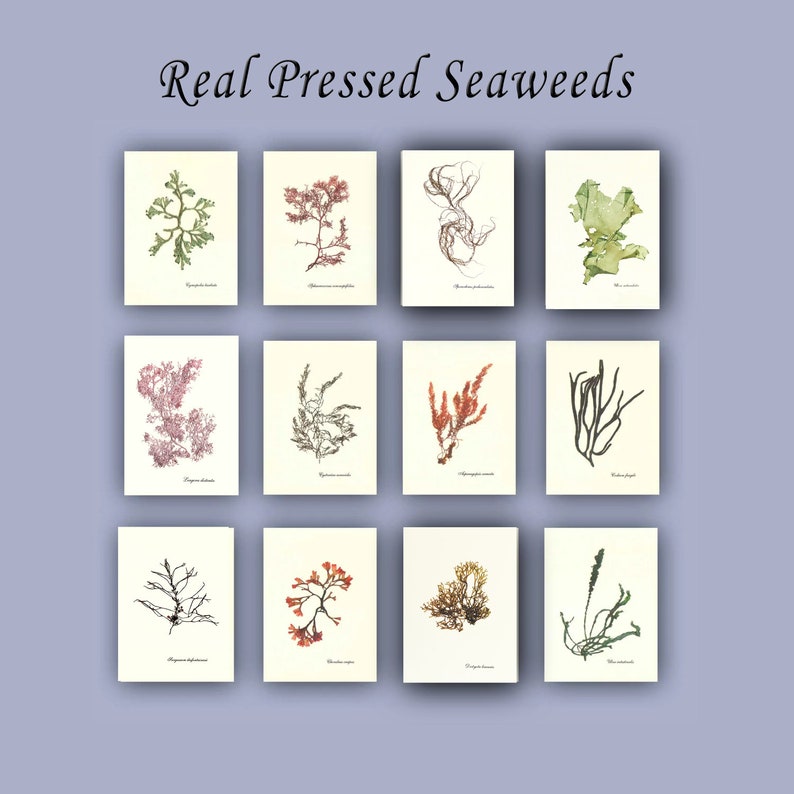 pressed seaweeds, tableau d'algues, cuadro de algas, algarium, sea herbarium