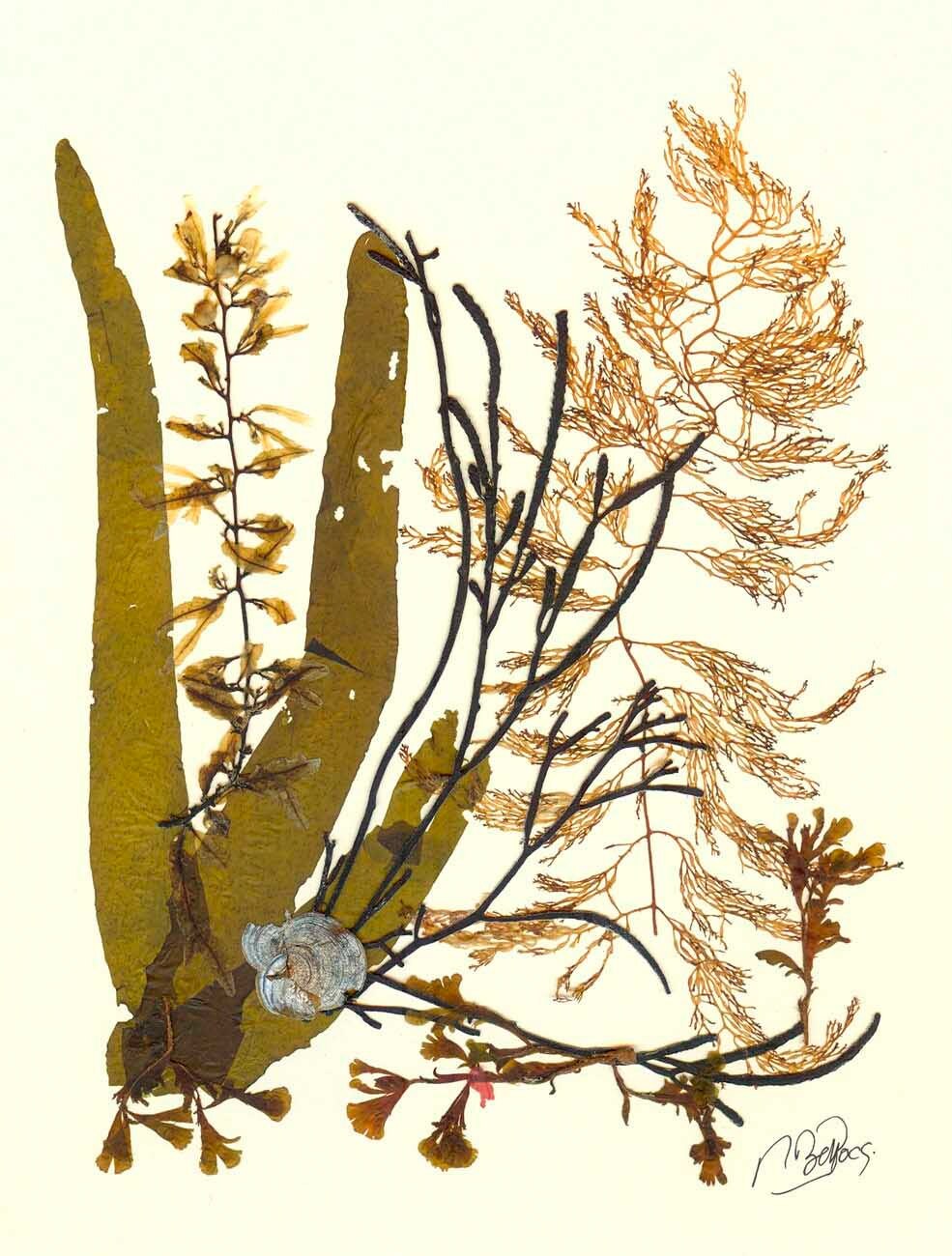 Seaweed Art Pressed Seaweed MADE TO ORDER Pressed Flowers Etsy