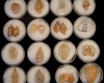Collection of 22 Selected Seashells from Various Localities, Seashell Scientific Collection, Seashell for Collectors, Seashell Gifts