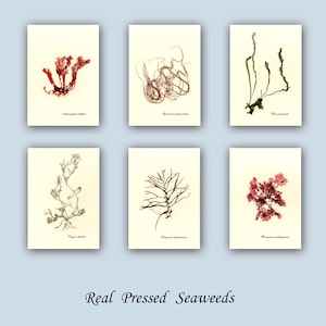 May include: Six framed botanical prints featuring pressed seaweeds in various shapes and colors, including red, brown, and green. Each print has a cream-colored background with the seaweed's scientific name. The text "Real Pressed Seaweeds" is at the bottom.