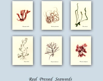 ALGAE Prints, set 6 Algarium natural  prints , botanicals  subtitled scientific name, bouquet of the Ocean