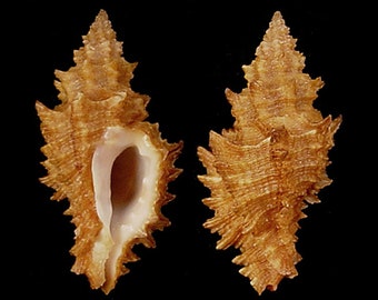 Muricopsis cristata Seashell, Seashells Scientific Collection, Murex Shell, Seashell For Collectors, Seashell Gifts