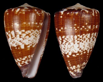 Conus ateralbus Seashell, Specimen Seashell For Collectors, Conidae Shells, Seashells Scientific Collection, Seashell Gift