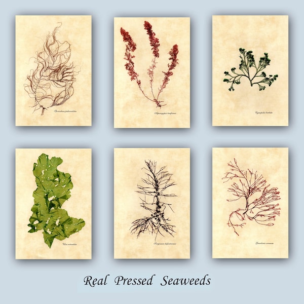 SEA ALGEN Pressings, Collage Algen Pressing, Botanische Algen Kunstwerk, Strand Cottage Dekor, natürliche Collage