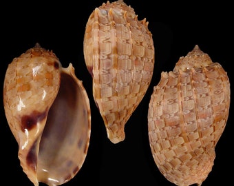 Harpa doris Seashell, Specimen Seashell For Collectors, Harp Shell, Seashell Gifts, Seashells Scientific Collection