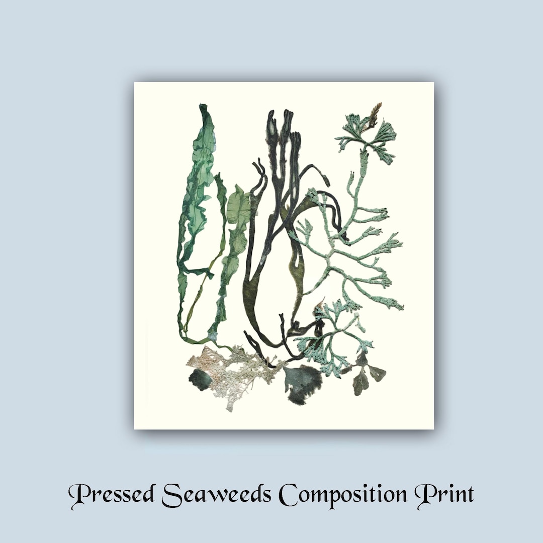 Victorian-inspired Aquatic Art Pressed Algae Print Eco-friendly Oceanic ...