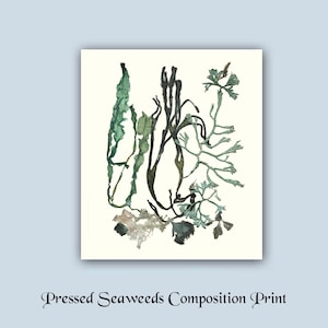 May include: A pressed seaweed composition print featuring various shades of green and black seaweed pressed onto a white background.