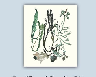 Victorian-inspired Aquatic Art Pressed Algae Print Eco-friendly Oceanic Art: Custom Sea algae Collage, Handcrafted Algae Pressing,LP159